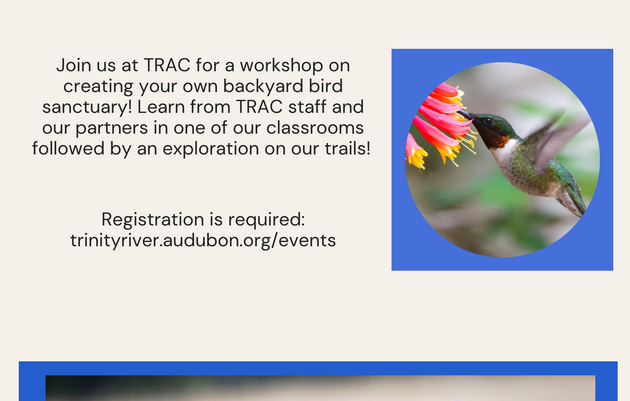 Bird-friendly Backyard Workshop