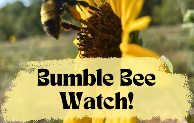 Bumble Bee Watch!