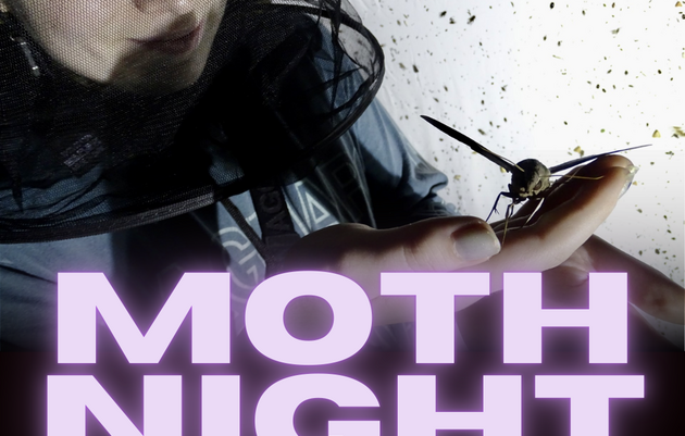 Moth Night 2025