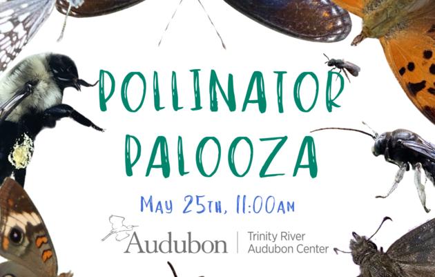 Pollinator Palooza!