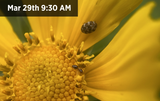 Prairie Bioblitz