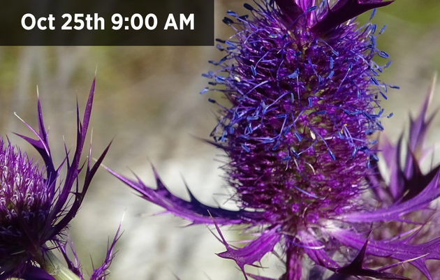 Prairie Bioblitz