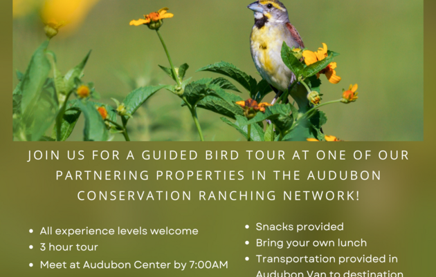 Bird Excursion