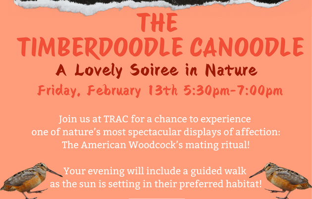 Timberdoodle Canoodle