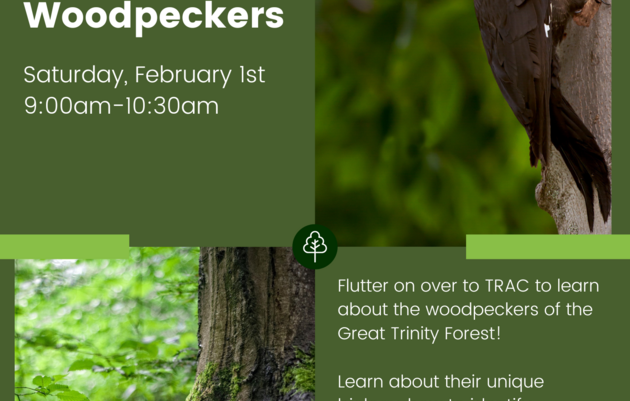 Wonderful World of Woodpeckers