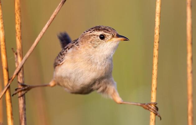 Morning Bird Walk