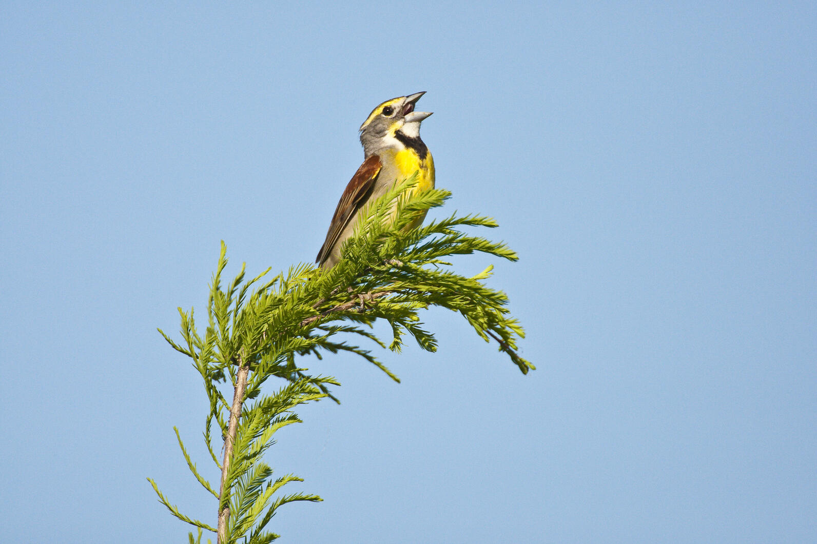 Dallas Christmas Bird Count 2022 Dates Christmas Bird Count | Trinity River Audubon Center